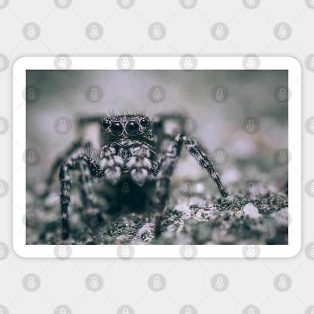 Legs Like Horns, Jumping Spider Macro Photograph Magnet by love-fi